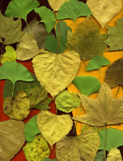 Leaves Yellow